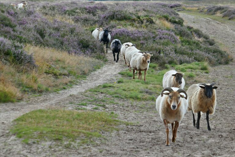Op deze foto zie je Drentse schapen lopen.
